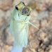 jawfish_yellowhead_dd_fc_v_0344_tci1546.jpg